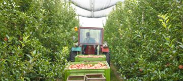 Harvesting apple fruit in green orchard.