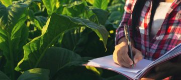 Farmers hold notebook, check modern tobacco fields.